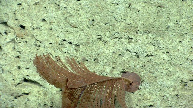 Deep sea coral Picture