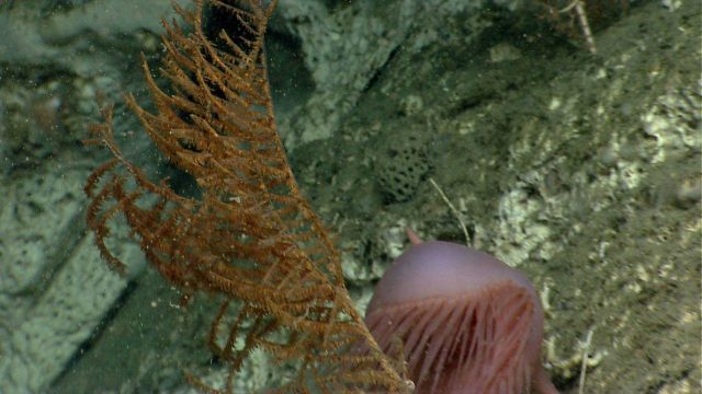Deep sea coral Picture