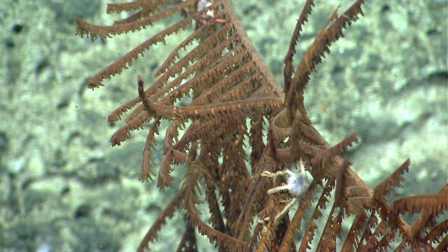 Deep sea coral Picture