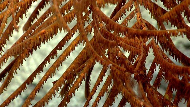 Deep sea coral Picture