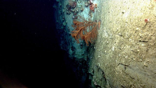 Deep sea coral Picture