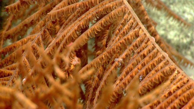 Deep sea coral Picture