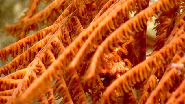 Deep sea coral Picture