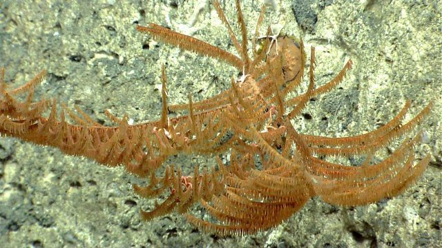 Deep sea coral Picture