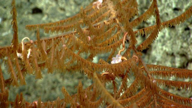 Deep sea coral Picture