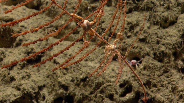 Deep sea coral Picture