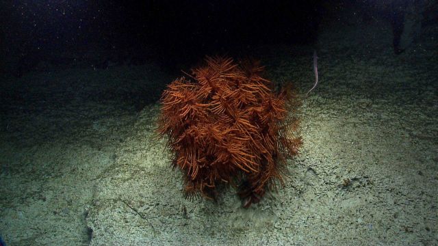 Deep sea coral Picture
