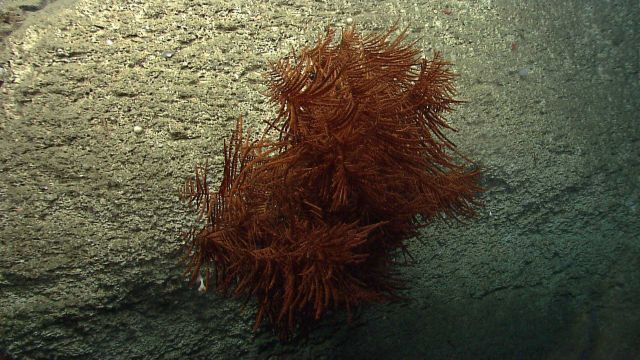 Deep sea coral Picture