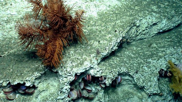 Deep sea coral Picture