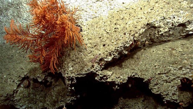 Deep sea coral Picture