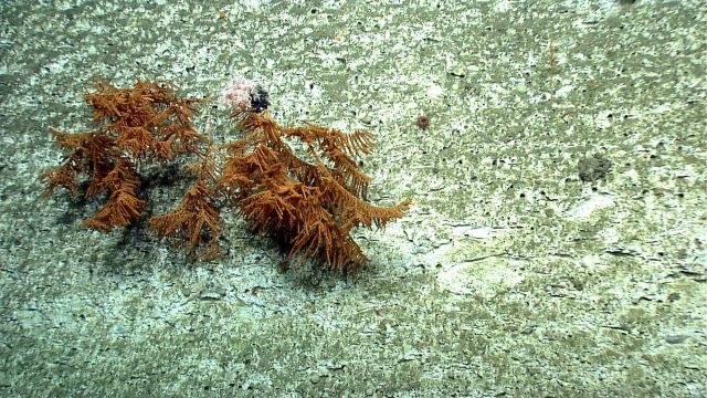 Deep sea coral Picture