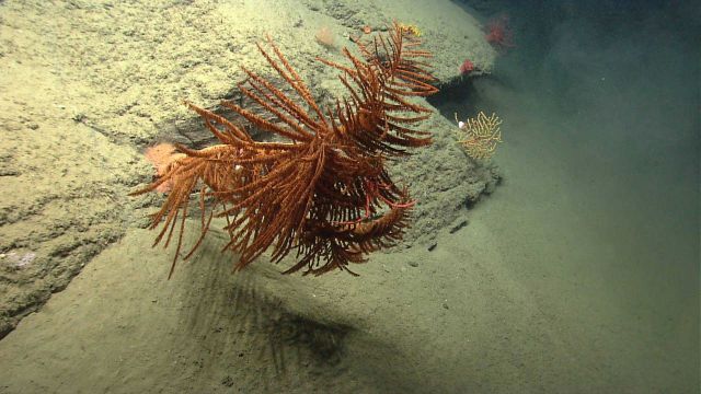 Deep sea coral Picture
