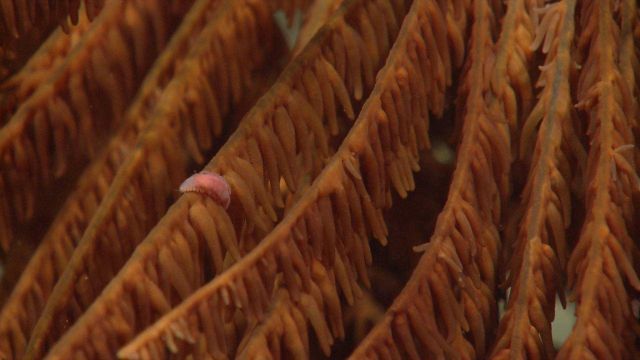 Deep sea coral Picture
