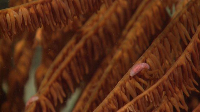 Deep sea coral Picture