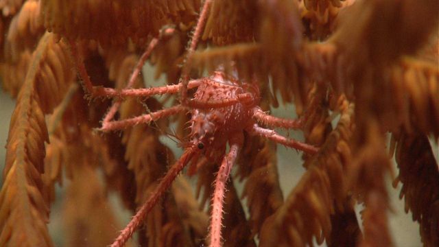 Deep sea coral Picture