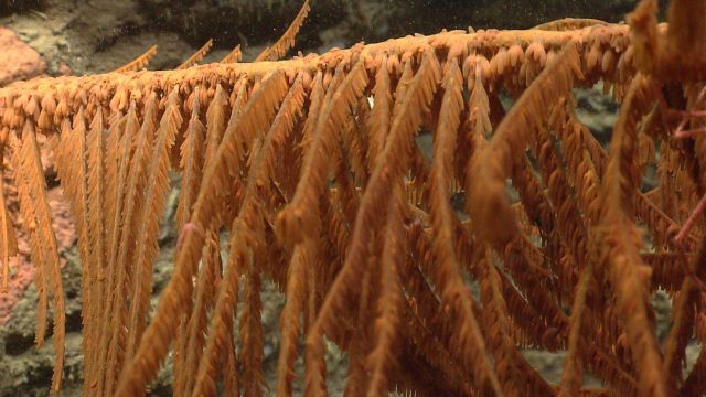 Deep sea coral Picture