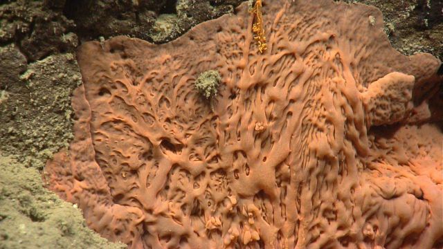 Deep sea coral Picture