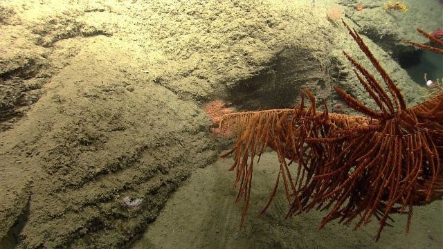 Deep sea coral Picture
