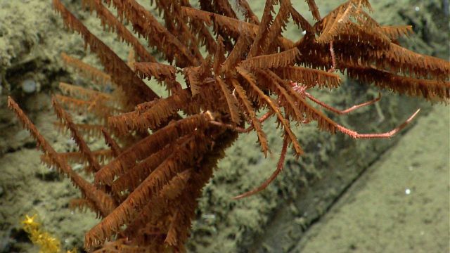 Deep sea coral Picture