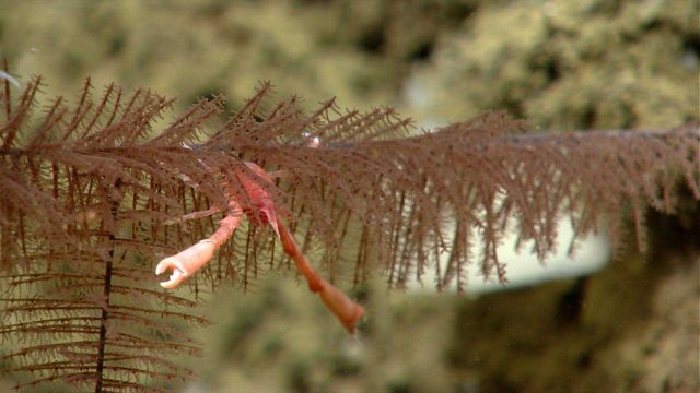 Deep sea coral Picture
