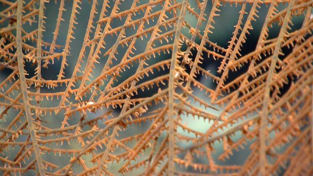 Deep sea coral Picture