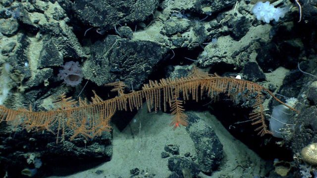 Deep sea coral Picture