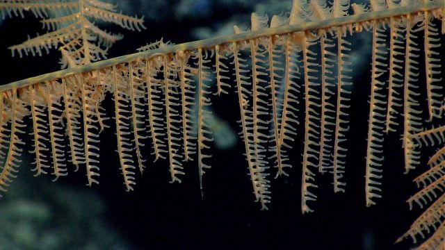 Deep sea coral Picture