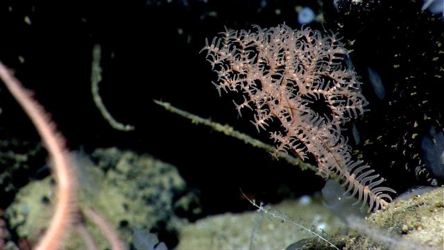 Deep sea coral Picture