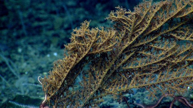Deep sea coral Picture