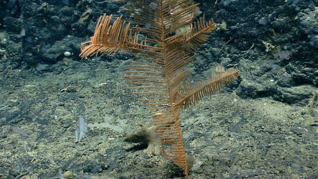 Deep sea coral Picture