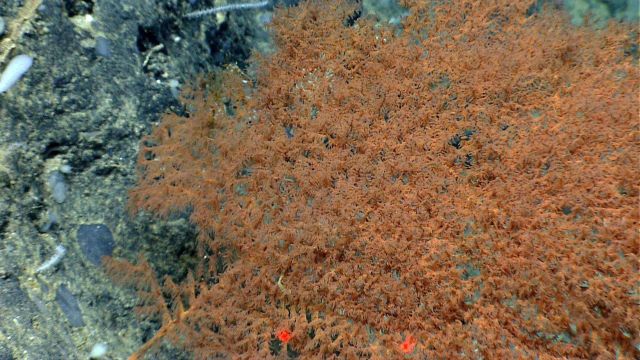Deep sea coral Picture