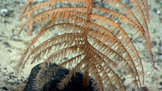 Deep sea coral Picture