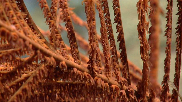 Deep sea coral Picture