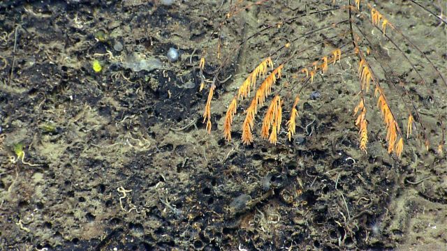 Deep sea coral Picture