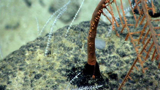 Deep sea coral Picture