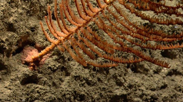 Deep sea coral Picture