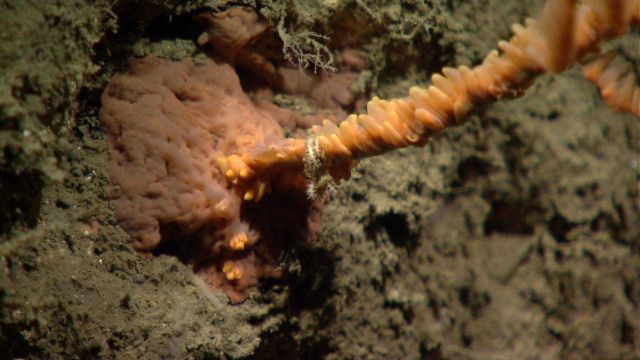 Deep sea coral Picture