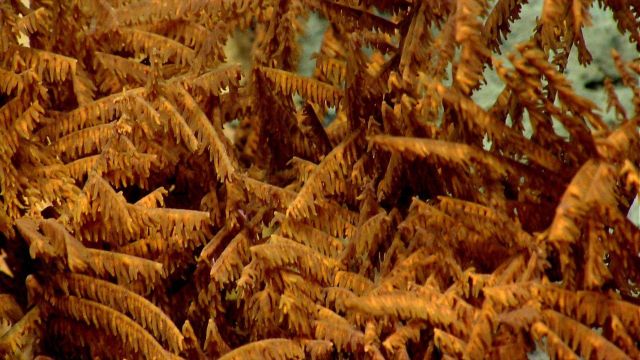Deep sea coral Picture
