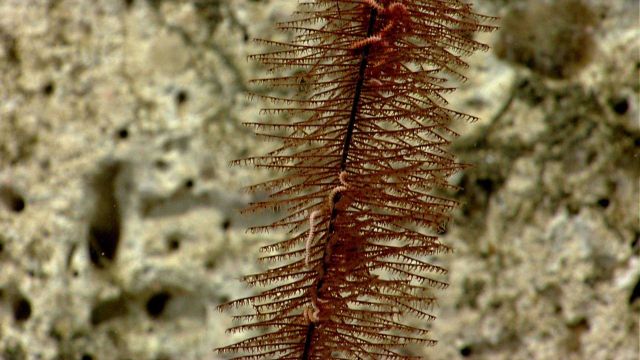 Deep sea coral Picture