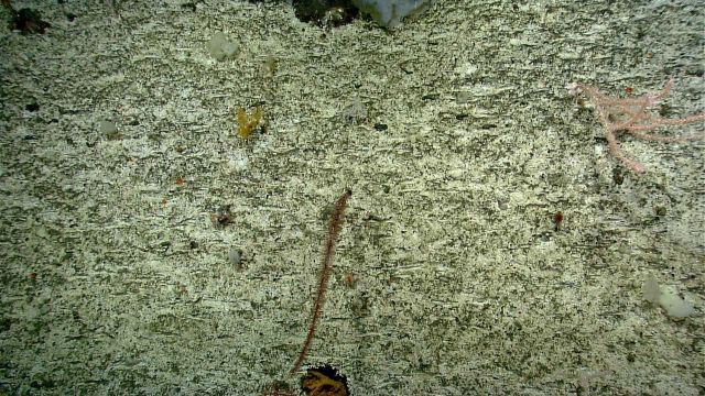 Deep sea coral Picture