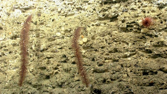 Deep sea coral Picture