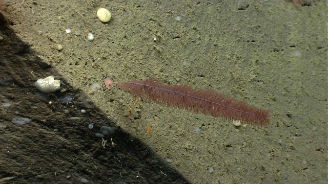 Deep sea coral Picture