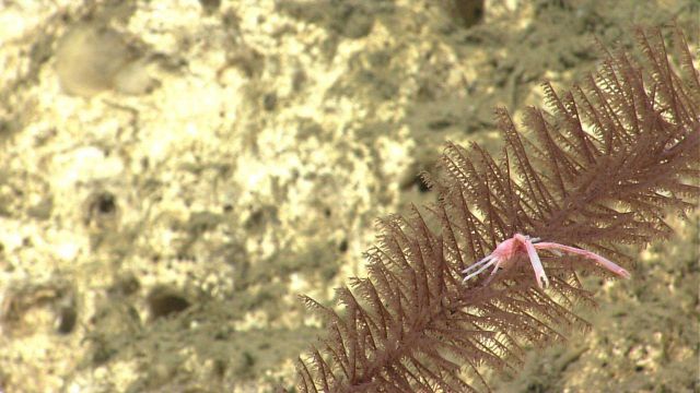 Deep sea coral Picture