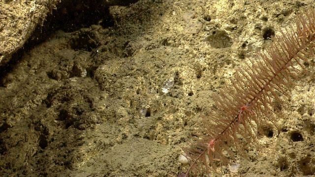 Deep sea coral Picture