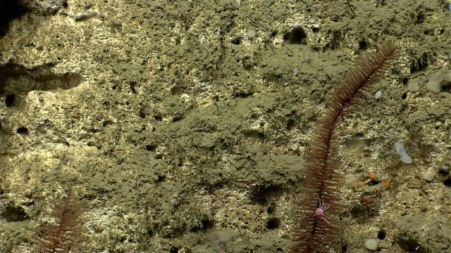 Deep sea coral Picture