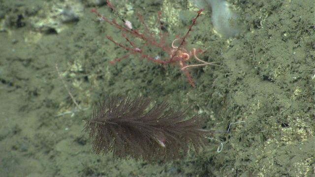 Deep sea coral Picture