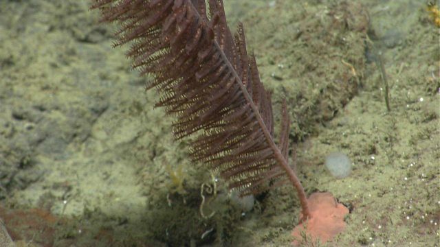 Deep sea coral Picture