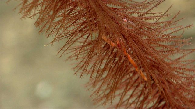 Deep sea coral Picture