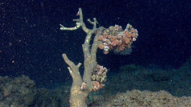 Deep sea coral Picture