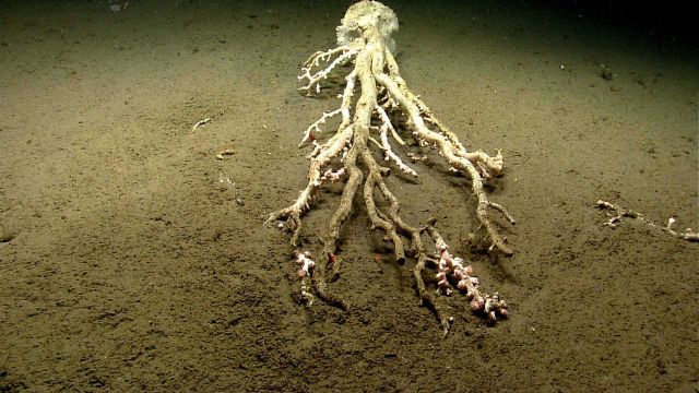 Deep sea coral Picture